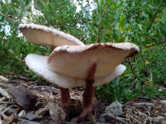 Leucoagaricus americanus