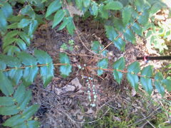 Berberis nervosa
