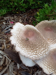 Leucoagaricus americanus