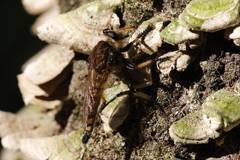 Promachus rufipes