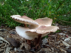 Leucoagaricus americanus