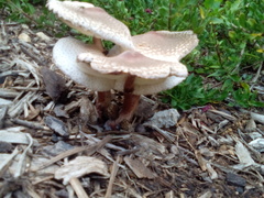Leucoagaricus americanus