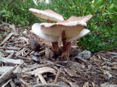 Leucoagaricus americanus