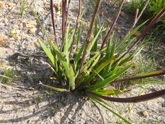 Aristea spiralis