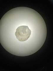 Ostreidae