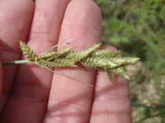 Cyperus sphaerolepis