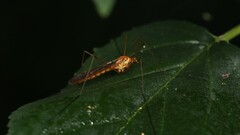 Nephrotoma ferruginea