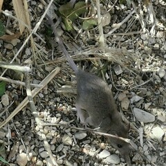 Rattus rattus