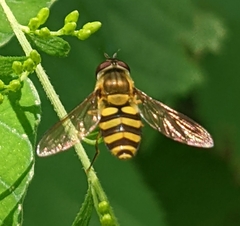 Syrphus