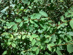 Vaccinium ovalifolium