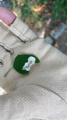 Chrysoesthia sexguttella