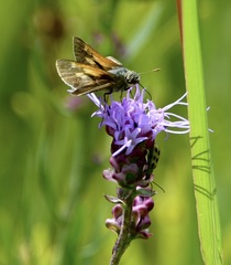 Polites themistocles