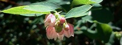 Vaccinium ovalifolium