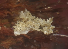 Aegires albopunctatus