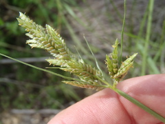 Cyperus sphaerolepis