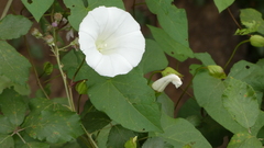 Calystegia silvatica