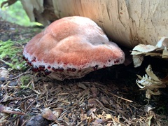 Hydnellum peckii