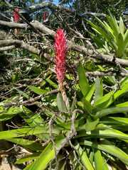 Quesnelia quesneliana