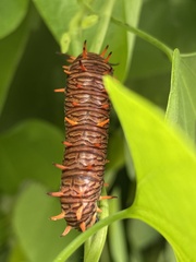 Battus polydamas