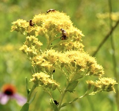 Solidago rigida