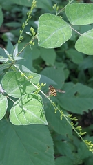 Syrphus
