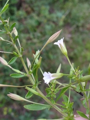 Mecardonia acuminata