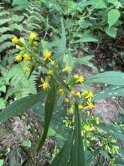 Solidago curtisii