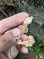Pholiota squarrosa