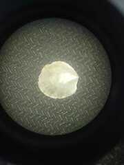 Ostreidae