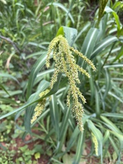 Echinochloa crus-pavonis