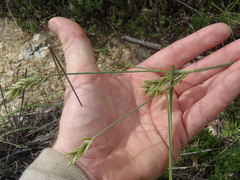 Cyperus sphaerolepis