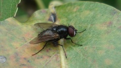 Hydrotaea dentipes