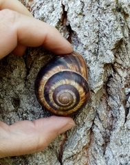 Helix lucorum