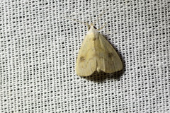 Rivula sericealis