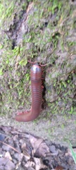 Narceus americanus