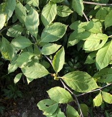 Ilex montana