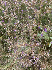 Limonium carolinianum