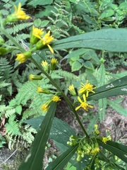 Solidago curtisii
