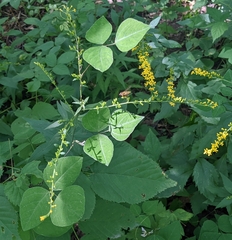 Syrphus