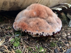 Hydnellum peckii