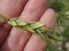 Cyperus sphaerolepis