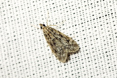 Eudonia truncicolella