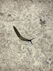 Krynickillus melanocephalus