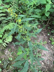 Solidago curtisii