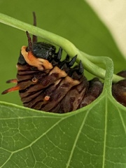 Battus polydamas