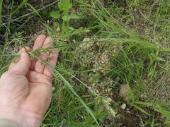 Cyperus sphaerolepis