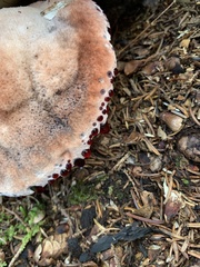 Hydnellum peckii