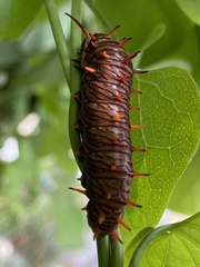 Battus polydamas
