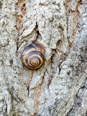 Helix lucorum