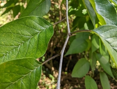 Maclura pomifera